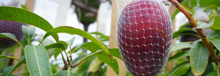 Eine Mango im Gewächshaus in einem Netz.